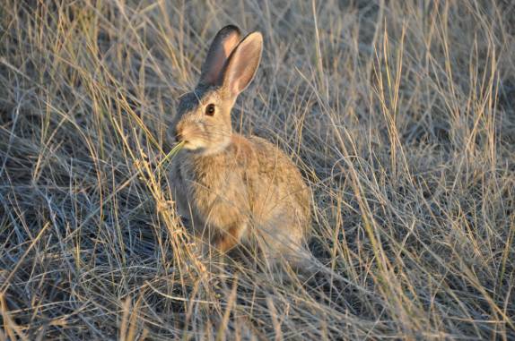 Coelho nos observa no Badlands National Park, em South Dakota, nos Estados Unidos